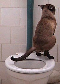 cat.jpg